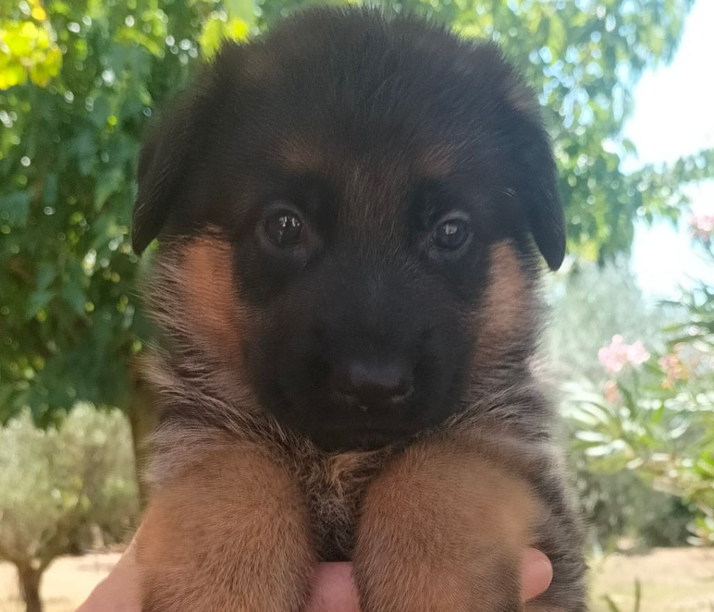 de l'albanais - Chiot disponible  - Berger Allemand