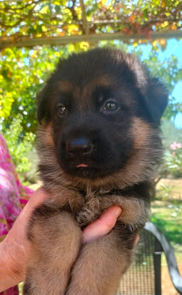 de l'albanais - Chiot disponible  - Berger Allemand